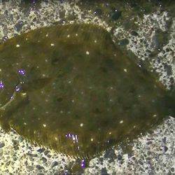 焼津港、ヒラメ、コウイカ、タコ、カマスが好調